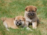 5 chiots Shiba Inu non LOF &agrave; vendre
