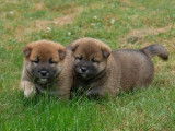 5 chiots Shiba Inu non LOF &agrave; vendre