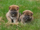 5 chiots Shiba Inu non LOF &agrave; vendre
