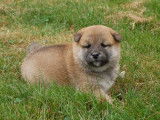 5 chiots Shiba Inu non LOF &agrave; vendre