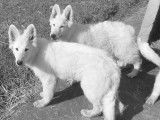 Des chiots Bergers Blancs Suisses LOF à vendre