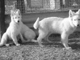 Des chiots Bergers Blancs Suisses LOF à vendre
