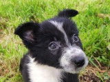 5 chiots Border Collies LOF à vendre
