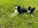 5 chiots Border Collies LOF à vendre