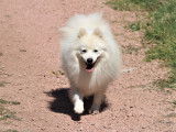 Disponible pour saillie un chien Spitz Japonais LOF
