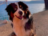 Chien Berger Australien noir tricolore LOF d’un an pour saillie