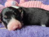 Des chiots Border Collies LOF &agrave; r&eacute;server