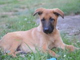 1 chiot Berger Belge Malinois mâle LOF en vente