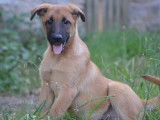1 chiot Berger Belge Malinois mâle LOF en vente