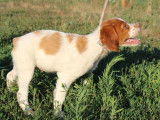 Un chiot femelle &Eacute;pagneul Breton bicolore &agrave; vendre (LOF)