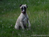 3 chiots mâles Whippets LOF à vendre