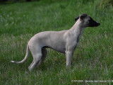 3 chiots mâles Whippets LOF à vendre