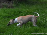 3 chiots mâles Whippets LOF à vendre