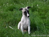 3 chiots mâles Whippets LOF à vendre