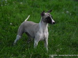 3 chiots mâles Whippets LOF à vendre