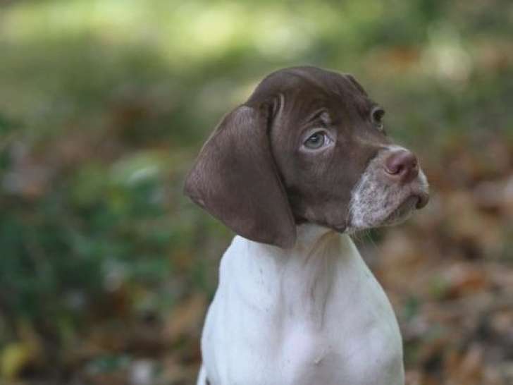 Disponible à l’achat un chiot Braque Français type Pyrénées mâle LOF