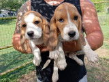 Des chiots Beagles femelles disponibles à l’achat (LOF)