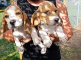 Des chiots Beagles femelles disponibles à l’achat (LOF)