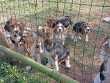 Des chiots Beagles femelles disponibles à l’achat (LOF)