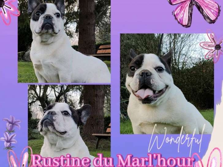 Chienne Bouledogue Français de 4 ans caille LOF disponible à la vente