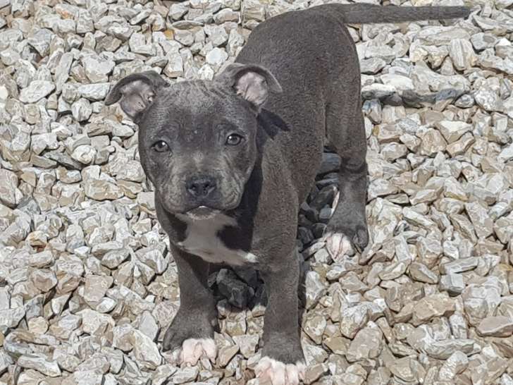 Staffy Bleu
