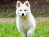 Chiots Berger Blanc Suisse LOF
