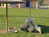Chiots Berger Blanc Suisse LOF