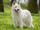 Chiots Berger Blanc Suisse LOF