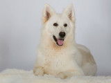 Chiots Berger Blanc Suisse LOF