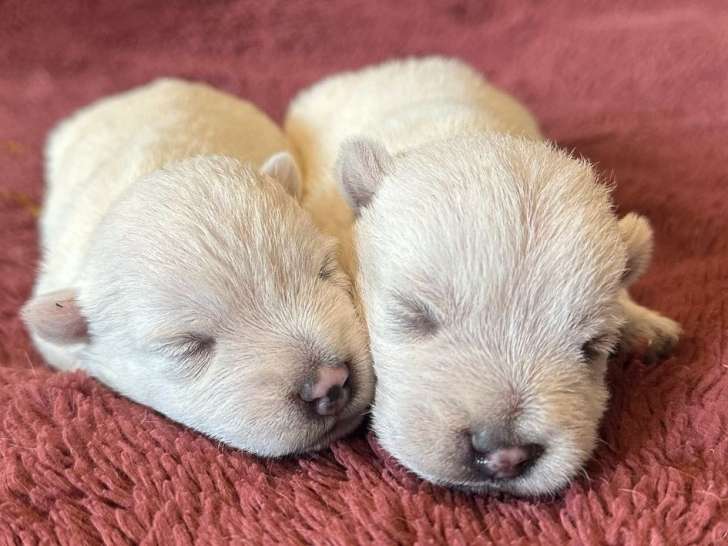 À réserver 2 chiots Westies LOF
