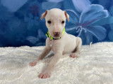 À réserver 4 chiots Whippets couleur crème LOF