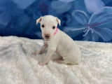 À réserver 4 chiots Whippets couleur crème LOF