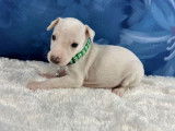 À réserver 4 chiots Whippets couleur crème LOF