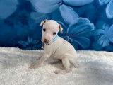 À réserver 4 chiots Whippets couleur crème LOF