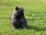 1 chiot Spitz-Loup Allemands mâles disponible