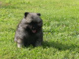 1 chiot Spitz-Loup Allemands mâles disponible