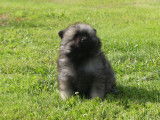 1 chiot Spitz-Loup Allemands mâles disponible