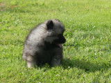 1 chiot Spitz-Loup Allemands mâles disponible