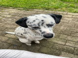 Mâle Dalmatien disponible pour saillie