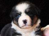À réserver : 7 chiots Bergers Australiens LOF