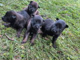 11 chiots Bergers Belges Malinois LOF &agrave; r&eacute;server