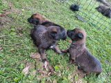 11 chiots Bergers Belges Malinois LOF &agrave; r&eacute;server