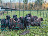 11 chiots Bergers Belges Malinois LOF &agrave; r&eacute;server