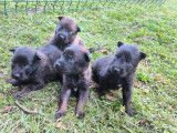 11 chiots Bergers Belges Malinois LOF &agrave; r&eacute;server