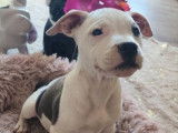 À vendre : 6 chiots Staffordshire Bull Terrier LOF