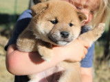À vendre, un chiot mâle Shiba Inu LOF