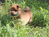 À vendre, un chiot mâle Shiba Inu LOF