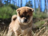 À vendre, un chiot mâle Shiba Inu LOF