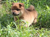 À vendre, un chiot mâle Shiba Inu LOF