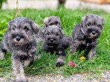 5 Schnauzers nains non lof